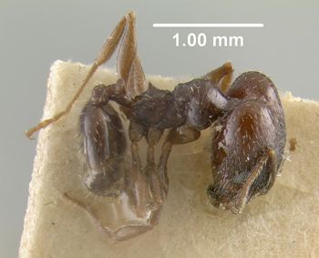 Media type: image;   Entomology 9140 Aspect: habitus lateral view